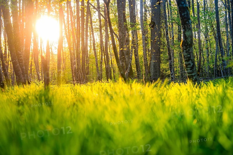 Sunlight floods through the trees and onto the green meadow in the forest, Gechingen, Heckengäu region, Germany