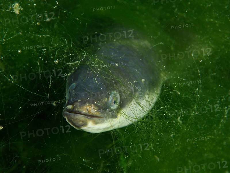 A European eel (Anguilla anguilla) hiding amidst green algae, dive site Klosterinsel, Rheinau, Canton Zurich, Rhine, High Rhine, Switzerland, Germany