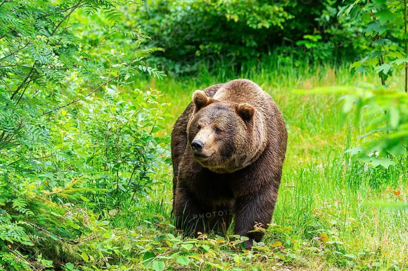 Eurasian brown bear (Ursus arctos arctos) standing between bushes, Bavarian Forest, Bavaria, Germany