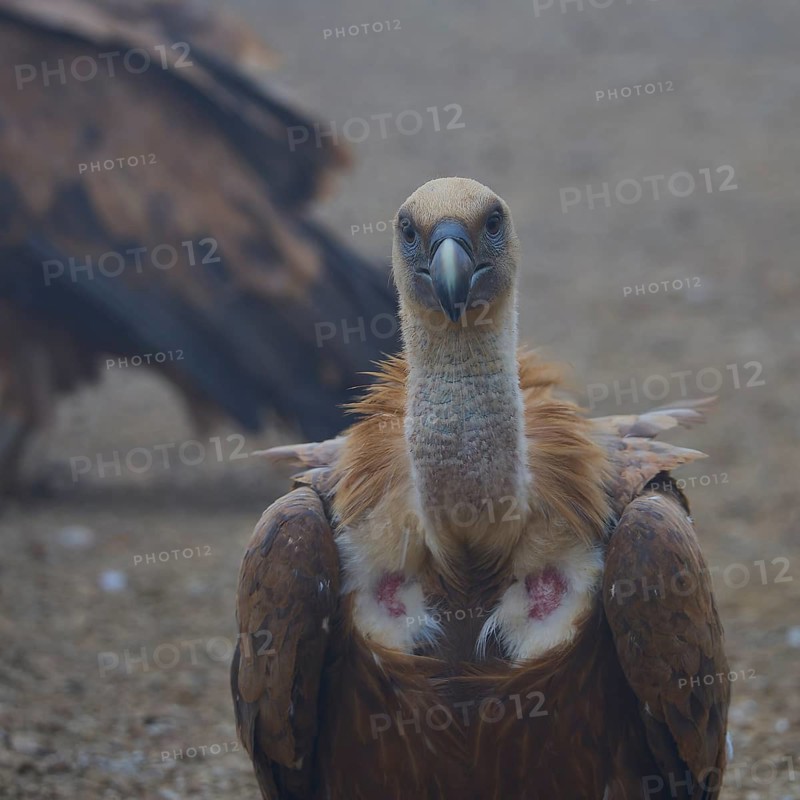 Portrait of a vulture looking intently at the camera, griffon vulture (Gyps fulvus), vulture, Vulture Hide, vulture observation post, Mount Koules, Fratri, Agios Vasilios, Rethymno Province, Crete, Greek Islands, Greece