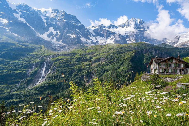 Blooming mountain meadow, picturesque mountain landscape with Berghotel Obersteinberg, Breithorn mountain summit and Schmadribachfall waterfall, Bernese Alps, Bernese Oberland, Switzerland