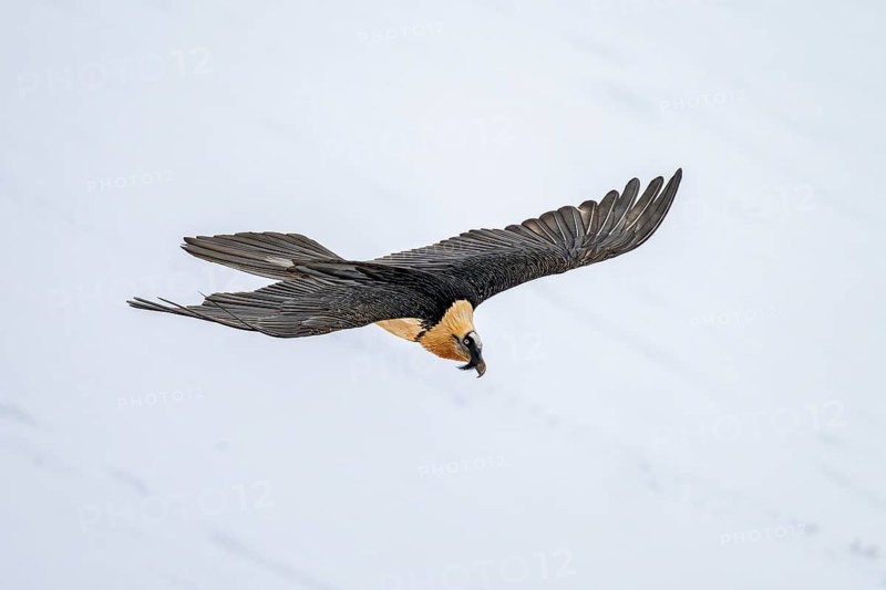 Bearded Vulture (Gypaetus barbatus), adult bird, in flight, Valais, Switzerland