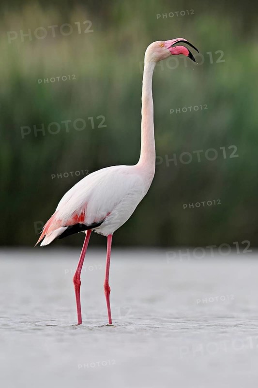 A greater flamingo (Phoenicopterus roseus), standing in the water and calling, Camargue Regional Nature Park, southern France, France