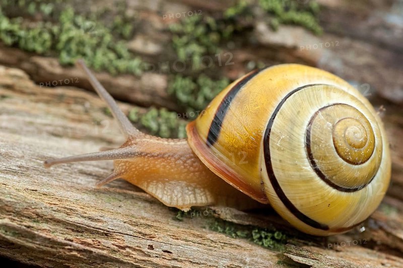 Banded snails, cepaea, cepaea nemoralis, grove snail, hornsnail, helicidae, snails, black-mouthed banded snail, gastropoda, mollusca, molluscs, snails, snails, snails, molluscs