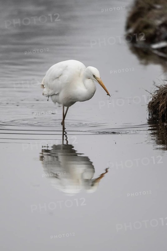 Great White Egret (Ardea alba), Emsland, Lower Saxony, Germany