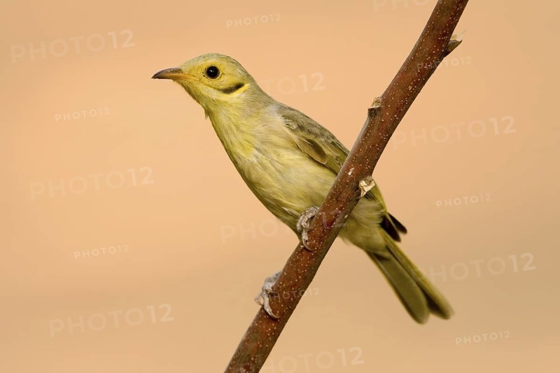 Yellow-tinted Honeyeater (Ptilotula flavescens), Western Australia, Australia