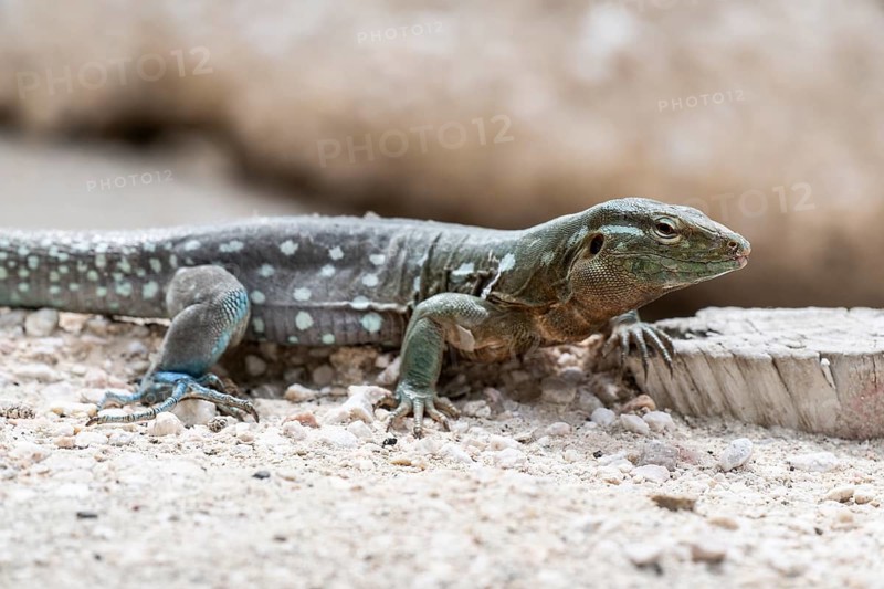 Racer lizard (Cnemidophorus murinus), Curacao
