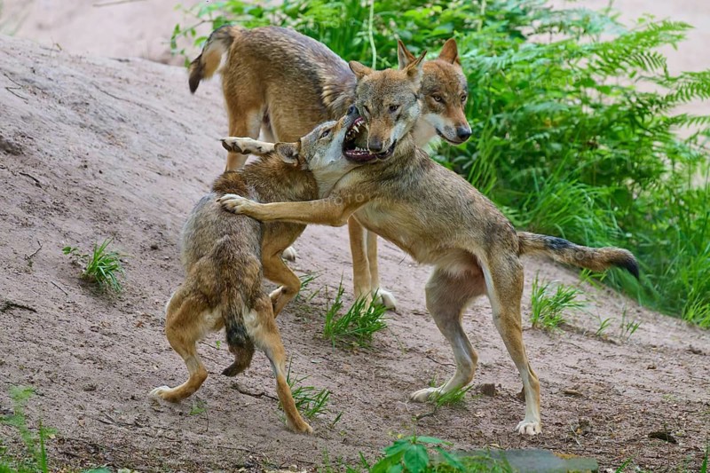 Wolves in a fierce battle on a hill in the forest, summer, wolf (Canis lupus), Germany