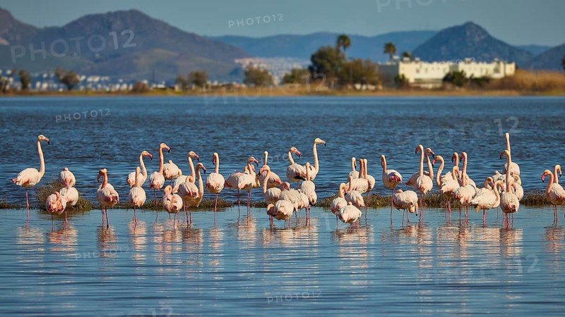 Group of flamingos in water with mountains in background during daylight, flamingos, tigaki, alikes, salt lake, Kos, Dodecanese, Greek Islands, Greece