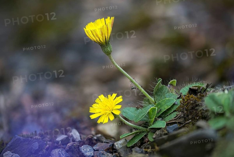 Asteraceae, hawkweed, hieracium pilosella, small hawkweed, daisy, long-haired hawkweed, mouse-ear hawkweed, pilosella officinarum, flora, mouse-ear hawkweed, plants, plants