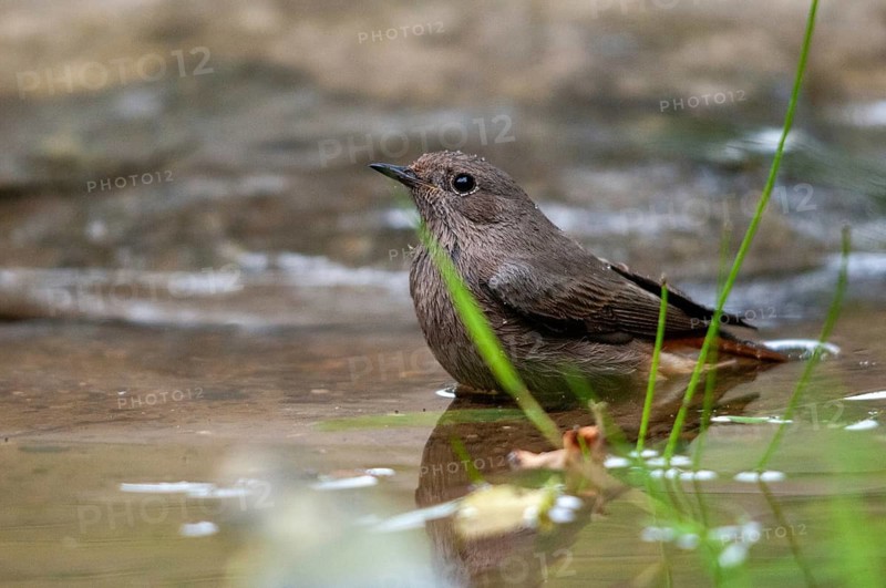 Red Redtail, Phoenicurus Phoenicurus, Redstart, Bath, Bird Bath, Birds, Female, Garden, Garden Birds, Passeri, Songbirds, Potion, Birdbath, Birds, Watering Place, Female