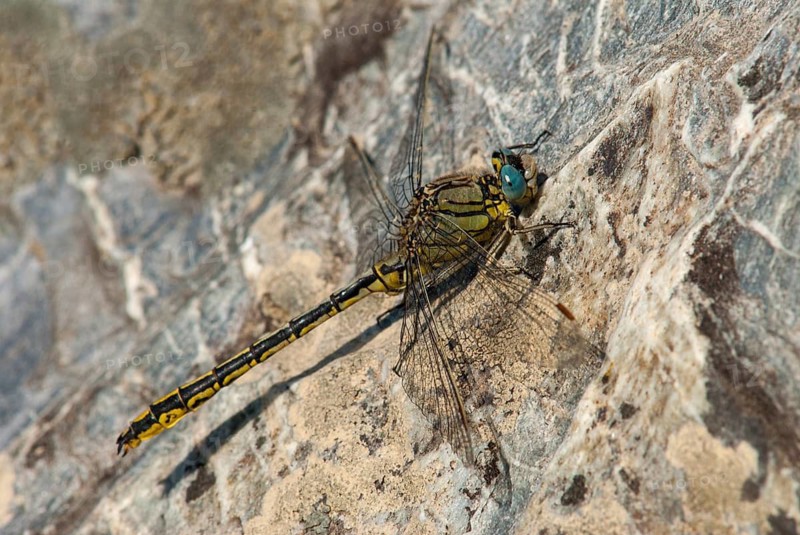 Gomphus pulchellus, western wedge maids, damselflies, dragonflies, Extremadura, insects, dragonflies, odonata, Spain