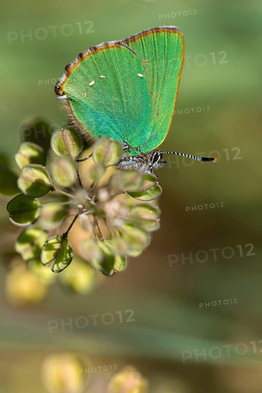 Blackberry tip, Callophrys Rubi, Gren Hairstreak, green pointed butterfly, high size, portrait format, insects, butterfly, butterflies, butterflies