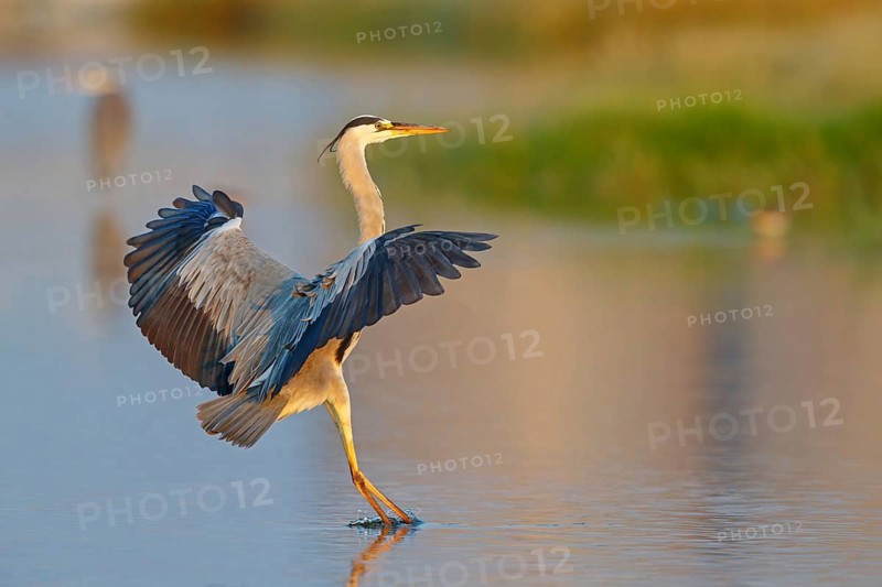 Great Egret, Heron, foraging, (Ardea cinerea) Salalah, Raysut, Dhofar, Oman