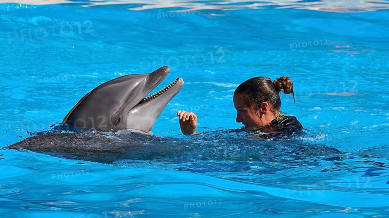 A woman plays with a dolphin in the water and smiles, dolphin, dolphin (Delphinidae), dolphin show, Loro Parque, Puerto de la Cruz, Tenerife, Canary Islands, Spain