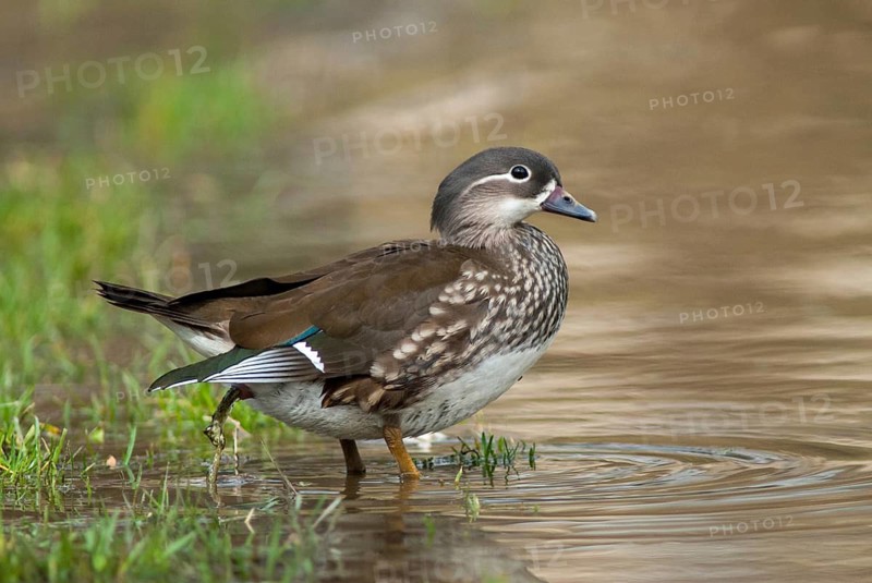Aix galericulata, mandarin, mandarin duck, anatidae, birds, ducks, ducks, duck birds, female, leo, birds, waterbirds, waterbirds, female