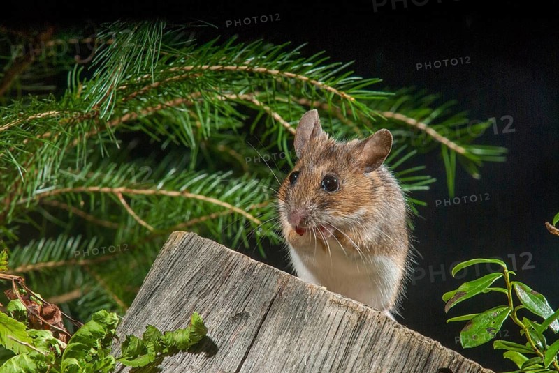Apodemus flavicollis, yellow-necked mouse, rodents, rodentia, yellow-necked mouse, mammals, mouse, muroids, mice, rodents, mammals