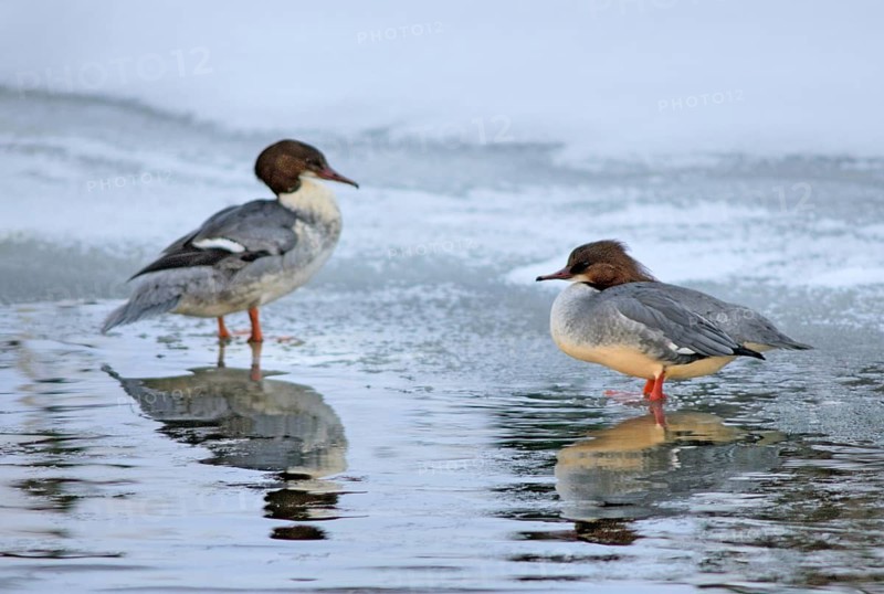 Goosander, goose säger, mergus merganser, anatidae, birds, duckbirds, female, sawyer, birds, waterbirds, waterbirds, female, winter