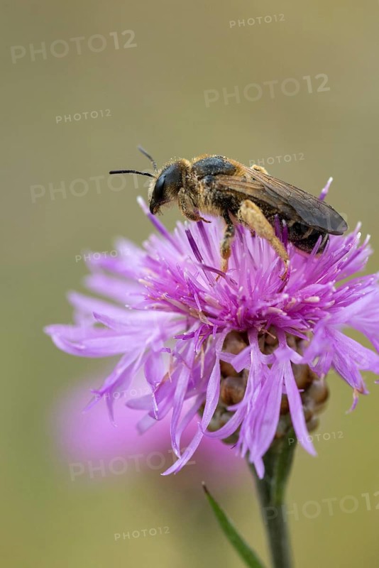 Apidae, bees, furrow bee, common furrow bee, halictus simplex, hymenoptera, high size, portrait format, insects, wild bees