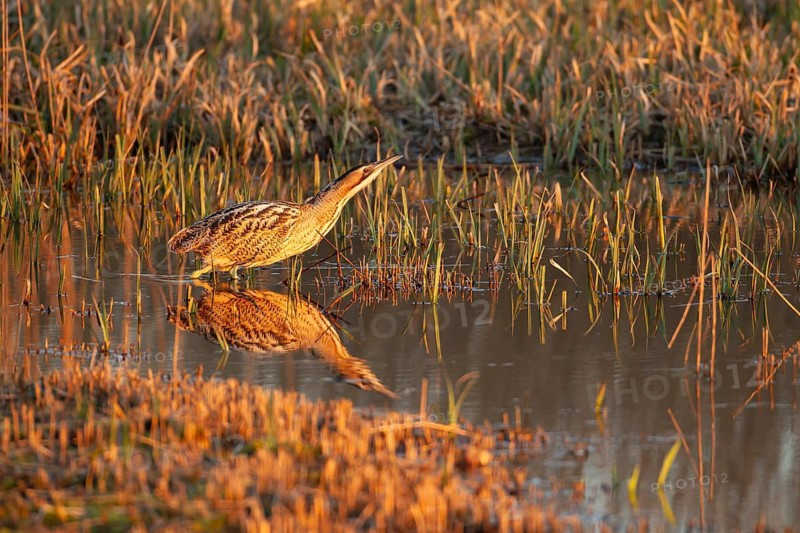 Great or Eurasian bittern (Botaurus stellaris) adult bird in a shallow water lagoon in a reedbed, RSPB Minsmere nature reserve, Suffolk, England, United Kingdom