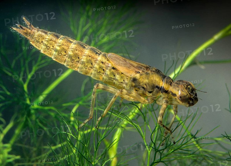 Aeshna spec., mosaic maiden, anisoptera, aquatic, damselflies, dragonflies, insects, larva, leo, dragonflies, dragonfly larva, odonata