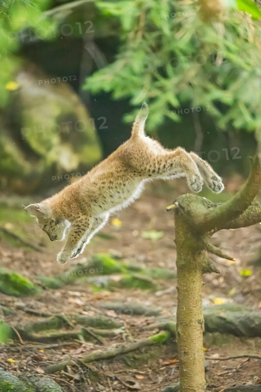 Eurasian lynx (Lynx lynx) youngster (cub) jumping from a little tree in a forest, Bavaria, Germany