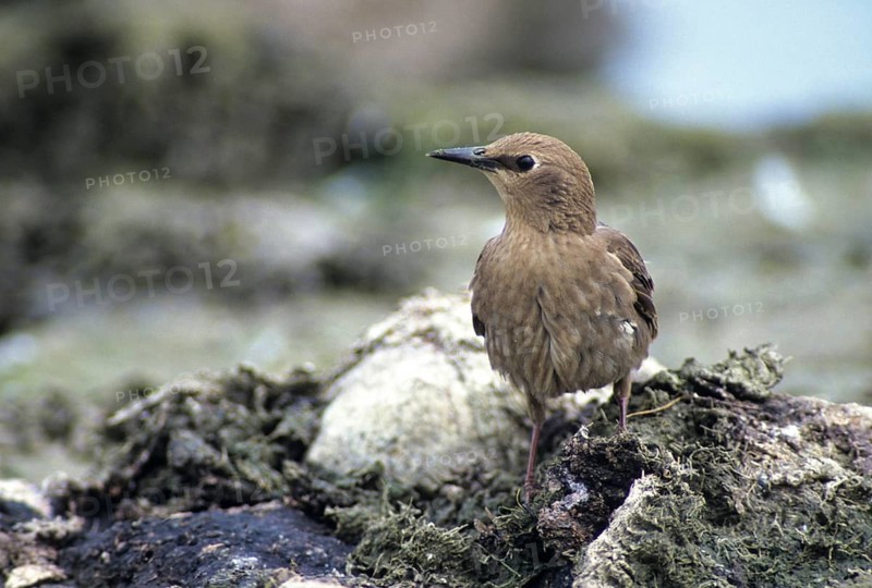 Starling, Sturnus vulgaris, birds, adolescent, juvenile, passeri, songbirds, songbirds, birds