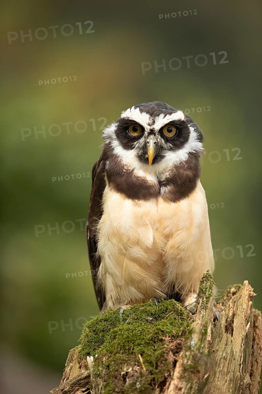 Spectacled Owl (Pulsatrix perspicillata) captive, juvenile, Germany