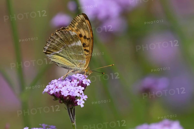 Silver-washed fritillary butterfly (Argynnis paphia) adult insect feeding on a garden Verbena flower in summer, England, United Kingdom