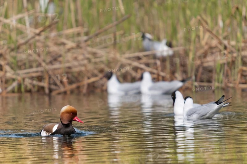 Black-headed gull, chroicocephalus ridibundus, black-headed duck, black-headed gull, larus ridibundus, netta rufina, red-crested pochard, anatidae, birds, charadriiformes, ducks, ducks, duck birds, gulls, colony, limicols, seagulls, birds, waterbirds, waterbirds, waterbirds