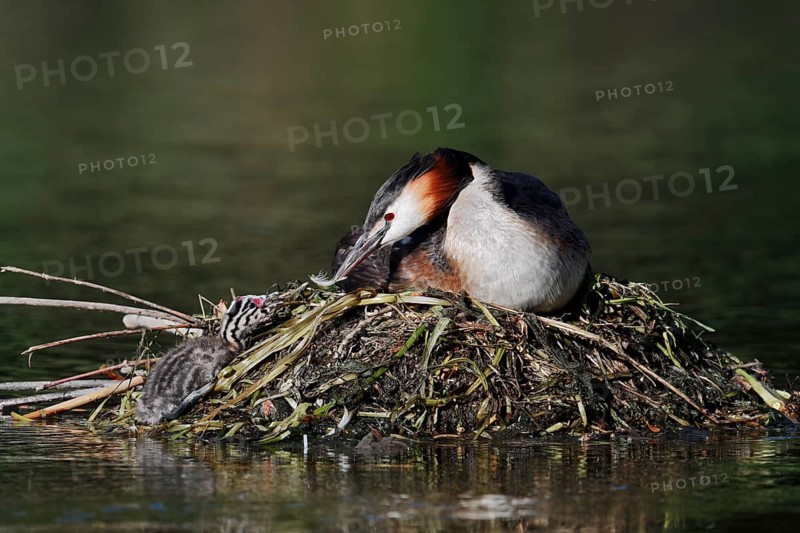 Great Crested Grebe (Podiceps cristatus) with a chick on the nest, an adult bird feeds it a feather, North Rhine-Westphalia, Germany