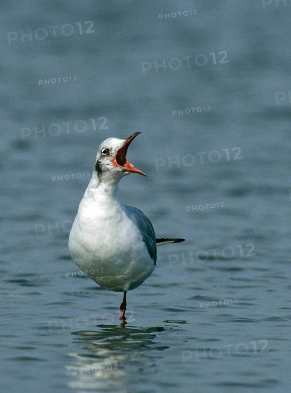 Black-headed gull, chroicocephalus ridibundus, black-headed gull, larus ridibundus, birds, charadriiformes, eclipse plumage, gulls, high size, portrait format, humor, limikolen, seagulls, resting dress, simple dress, birds