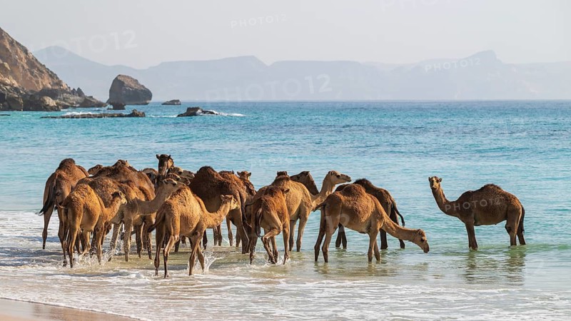 Dromedary (Camelus dromedarius), camels, bathing in the sea, Oman