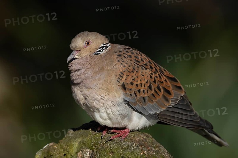 European turtle dove (Streptopelia turtur) adult bird on a rock, England, United Kingdom