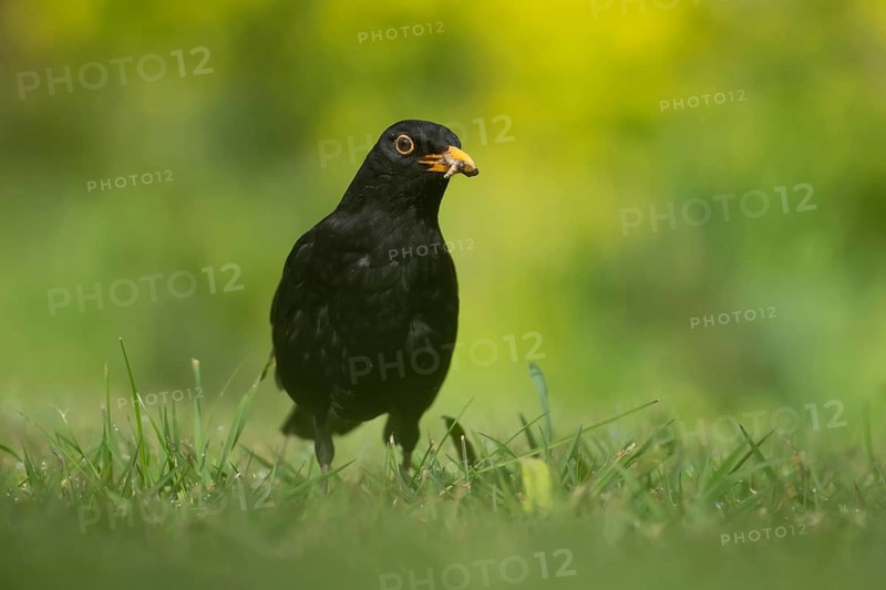 European blackbird (Turdus merula) adult male bird collecting worms and grubs for food on a garden lawn in spring, Suffolk, England, United Kingdom