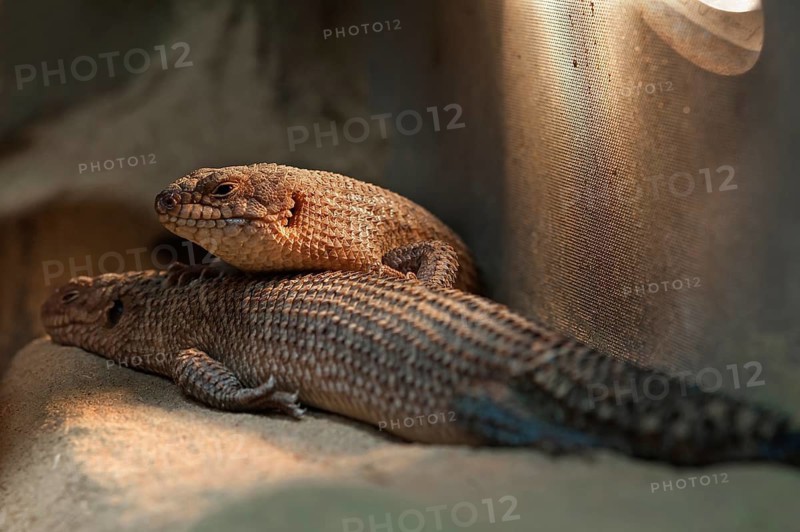 Spiny-tailed skink (Egernia stokesii) in a terrarium, captive, Germany