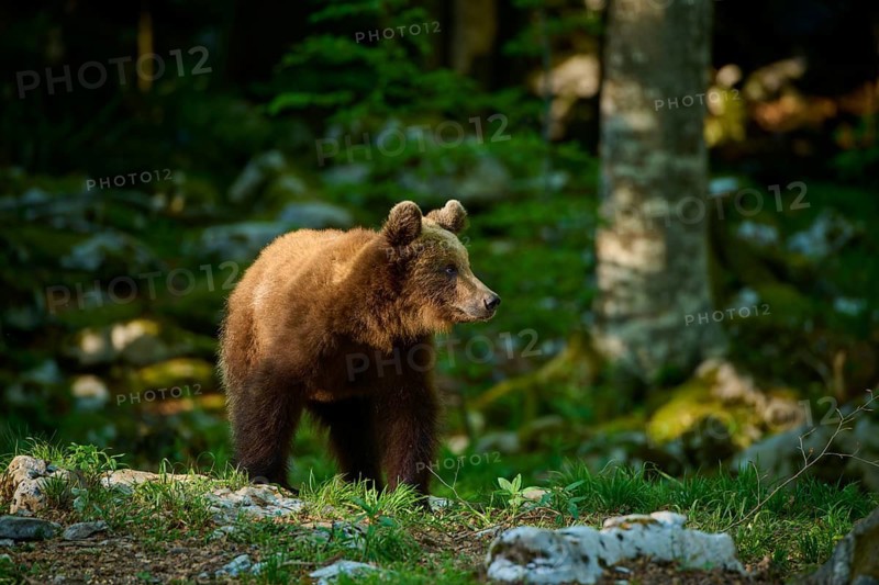 A brown bear stands between rocks, gazing into the distance, European brown bear (Ursus arctos), Slovenia
