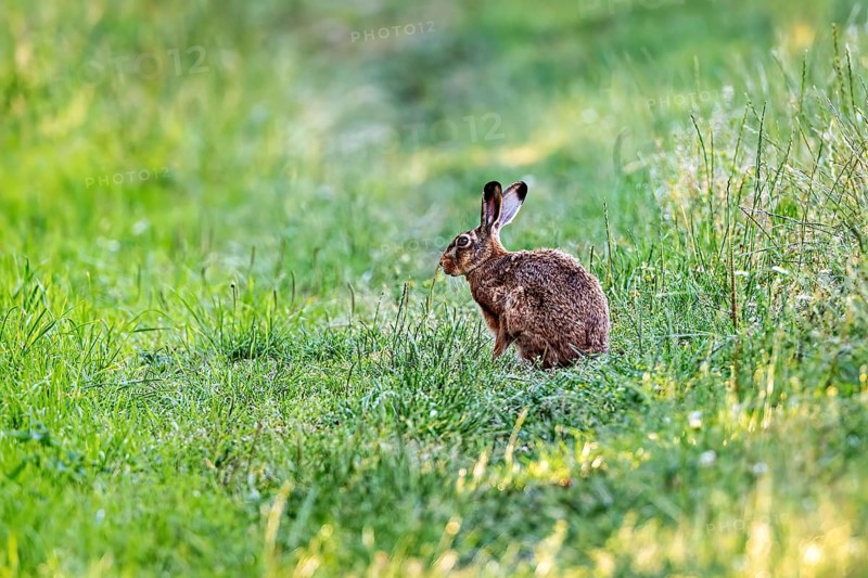 A hare sits peacefully in a green meadow in spring, a European hare (Lepus europaeus) in a meadow near Herleshausen in Germany