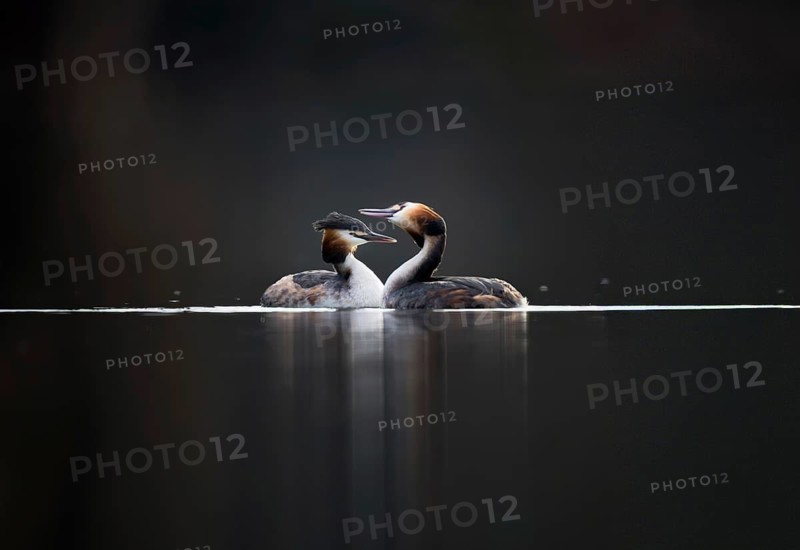 Great Crested Grebe (Podiceps cristatus), pair, Zurich, Switzerland