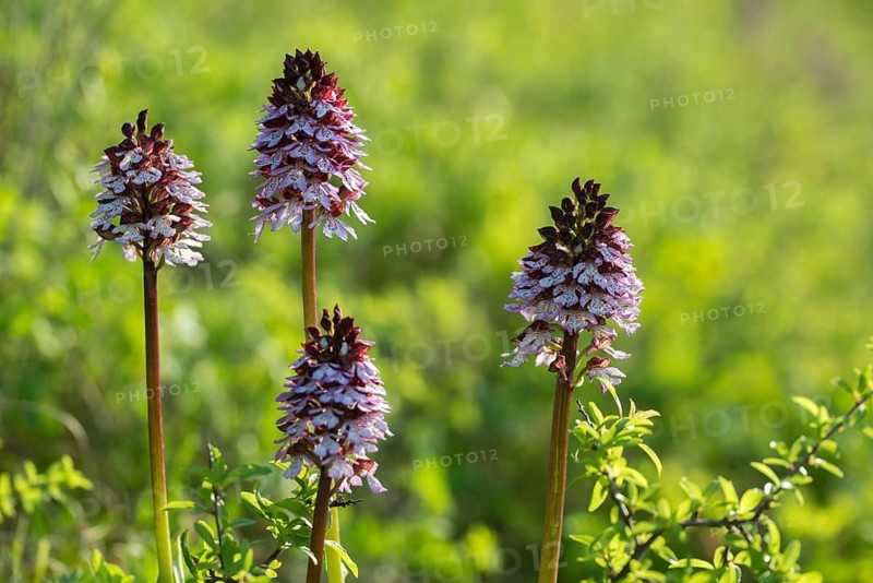 Fireboys' Herb, Neotinea Ustulata, Orchidaceae, Orchids, Orchis Ustulata, Burnt Orchid, Burnt Orchid, Flora, Plants, Plants
