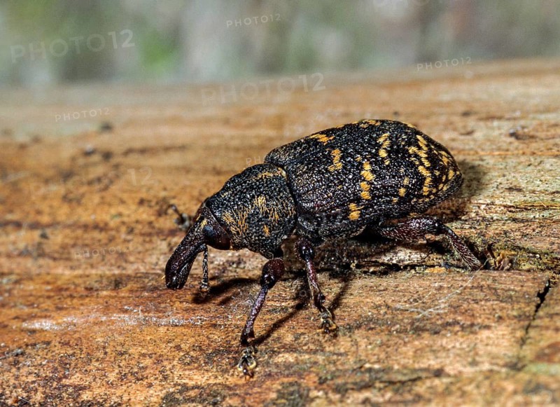 Curculionidae, spruce weevils, large brown weevils, Hylobius abietis, large pine weevil, weevils, beetles, coleoptera, insects, beetles, pine weevil
