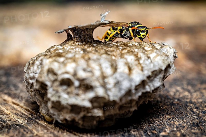 Close-up of a single wasp walking across a textured nest, field wasps on their abandoned nest near Herleshausen, Germany (Polistinae)