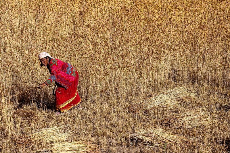 A woman, Nepalese woman harvesting grain with a sickle, Hindu ethnic group, Himalayas, Simikot, Humla region, western Nepal, Nepal