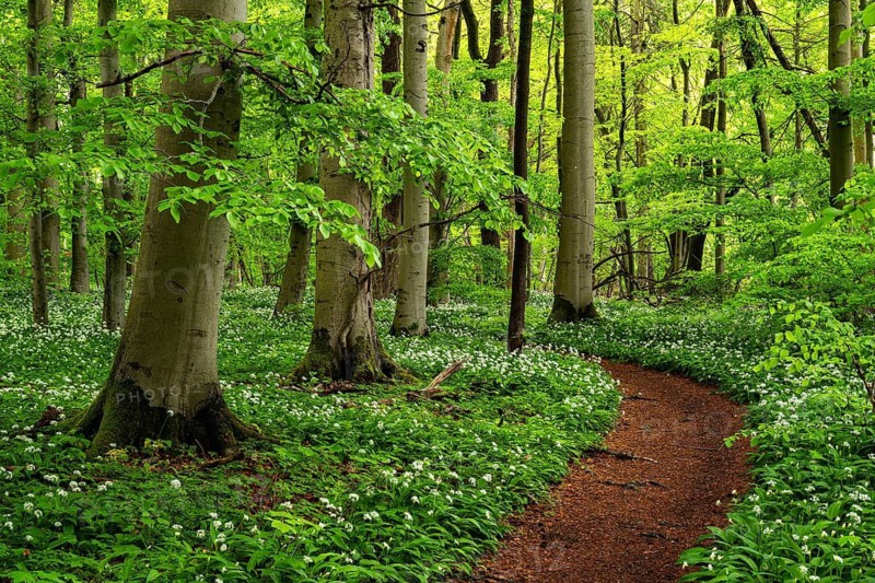 A forest path carpeted in reddish-brown leaves winds its way between European beech trees (Fagus sylvatica) through a primeval forest with lush green foliage, lined with white-flowering wild garlic (Allium ursinum), spring, Hainich National Park, Thuringia, Germany