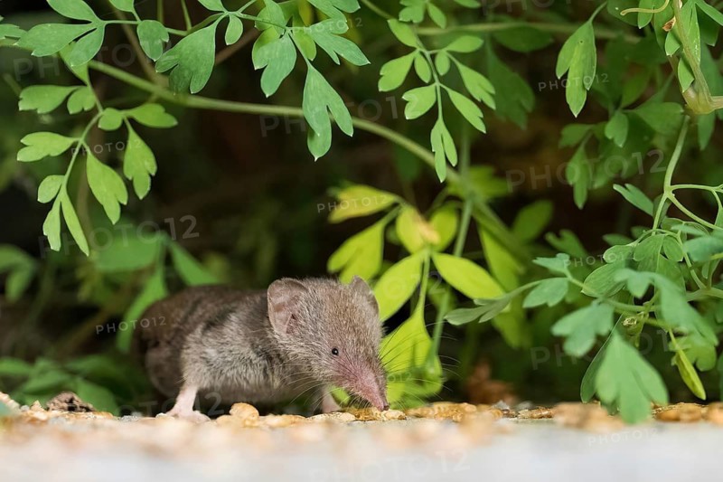 A house shrew (Crocidura russula) amongst green leaves on the ground, looking curious, Hesse, Germany