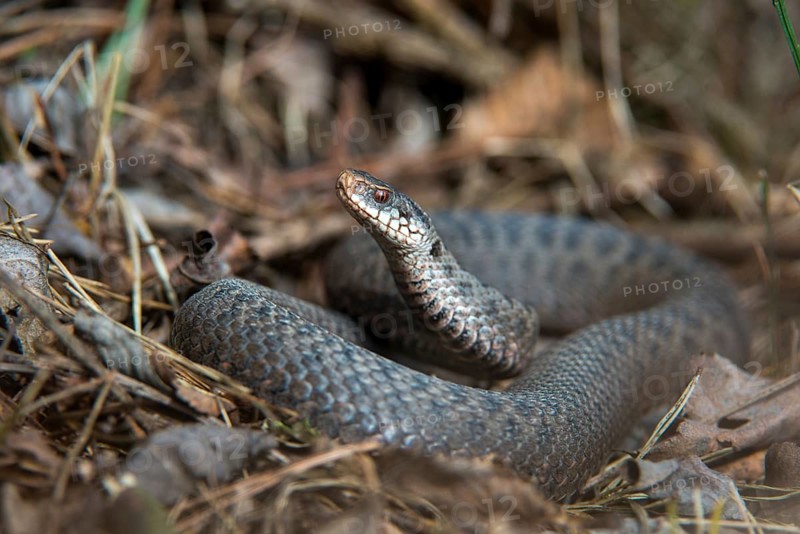 European adder, European viper, venomous snake, vipera berus, critters, female, poisonous reptilia, reptilia, snakes, snakes, female