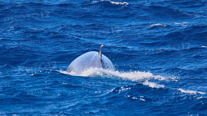 Baleen whale, probably a seiwhale, a whale emerges on the water surface of the blue sea, whale watching boat tour, whale watching, whale, dolphins, west coast, Tenerife, Canary Islands, Spain