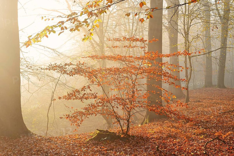 European beech trees (Fagus sylvatica) in the morning mist in an autumnal forest, North Rhine-Westphalia, Germany