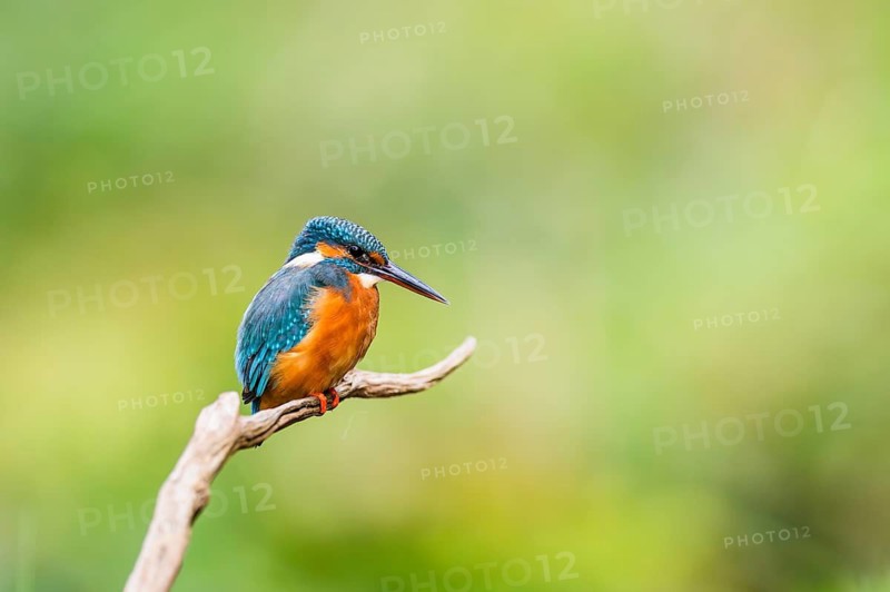 Common kingfisher (Alcedo atthis) sitting on an old wooden branch in late summer, wildife, Bavaria, Germany