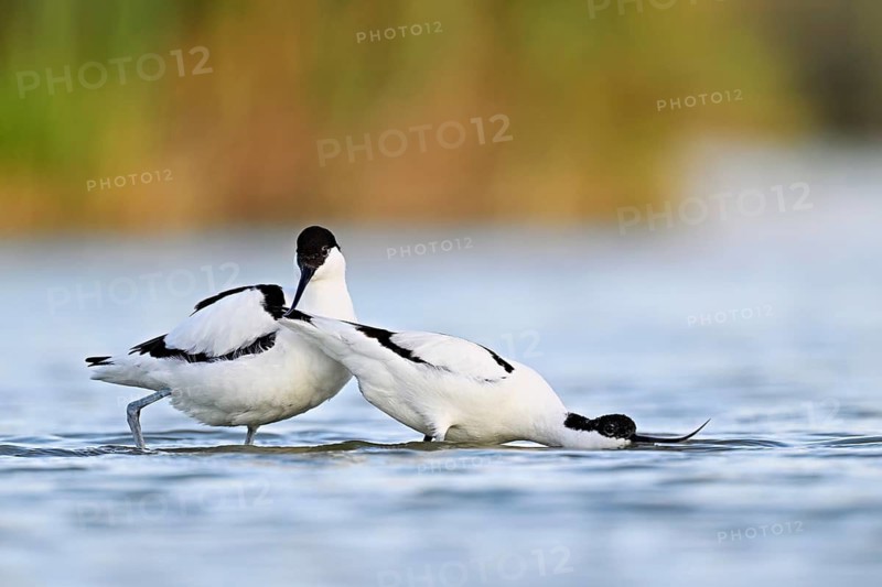 Avocet (Recurvirostra avosetta), a pair courting in shallow water, Camargue Regional Nature Park, southern France, France